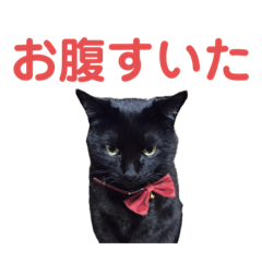 [LINEスタンプ] くろねこ ぴーちゃんスタンプ【日常生活】