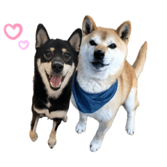 [LINEスタンプ] 柴犬けろ＆きなこ