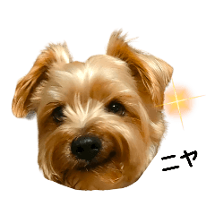 [LINEスタンプ] ヨークシャーテリアのガブリエル5
