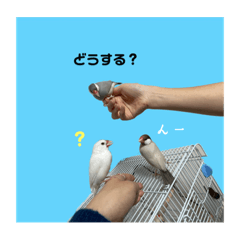 [LINEスタンプ] みんなちがってみんないい。とり。