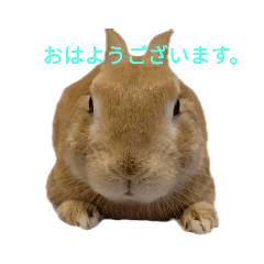 [LINEスタンプ] うさぎのさすけ ゆるい挨拶2