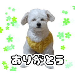 [LINEスタンプ] 漢犬ケン3