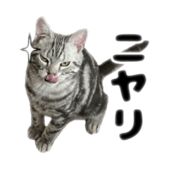 [LINEスタンプ] 我が家の3にゃん