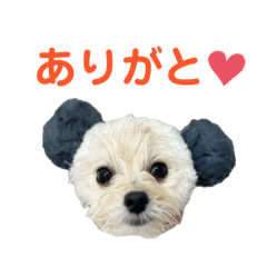 [LINEスタンプ] ポメプーのノア君 vol.2