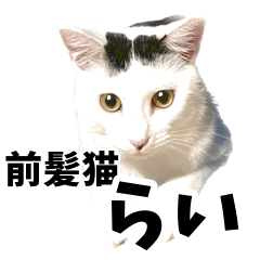 [LINEスタンプ] 前髪猫らい