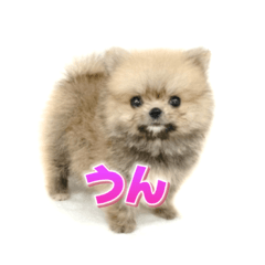 [LINEスタンプ] ポメのあんずvol. 1