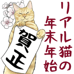 [LINEスタンプ] 意外と使える！年末年始のリアル猫(改訂版)