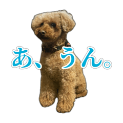 [LINEスタンプ] プードルであそぼ