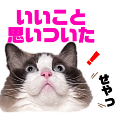 [LINEスタンプ] ラグドール フサ夫のスタンプ part5