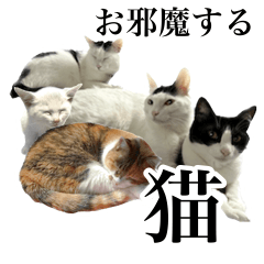 [LINEスタンプ] うちの猫がお邪魔します