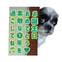 [LINEスタンプ] チラ見のシーズー