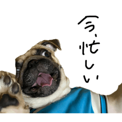 [LINEスタンプ] 塩なぱぐきん