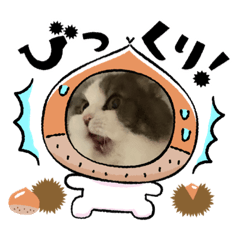 [LINEスタンプ] 我が家の3にゃん2