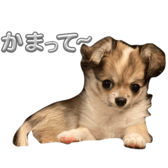 [LINEスタンプ] 可愛い茶色のチワワのスタンプ♡