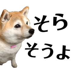 [LINEスタンプ] 柴犬マコと、 はちわれサチ.