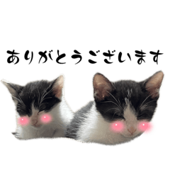 [LINEスタンプ] オレオ＆クッキー
