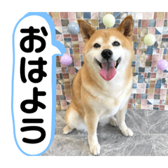 [LINEスタンプ] 柴犬の恋さん