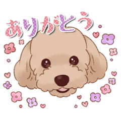 [LINEスタンプ] トイプードル☆ベルのスタンプ