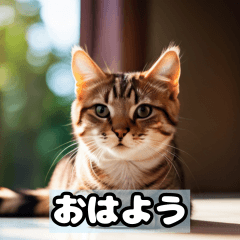 [LINEスタンプ] 猫のスタンプ 40-39