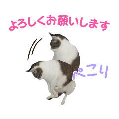 [LINEスタンプ] 十色の瞳を持つ猫