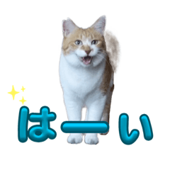 [LINEスタンプ] 元野良猫チャチャとRme