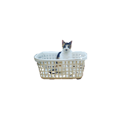 [LINEスタンプ] 猫ときどき娘