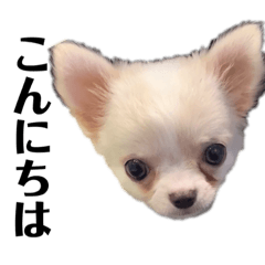 [LINEスタンプ] 孔明くんのごあいさつ☺︎