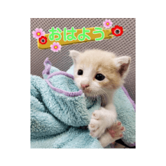 [LINEスタンプ] ぼくも保護猫（次男）