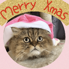 [LINEスタンプ] ミヌエット猫♥らんまるXmas