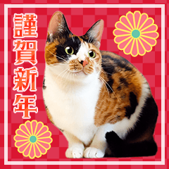 [LINEスタンプ] 毎年使える♪かわいい猫写真の年賀(改良版)の画像（メイン）