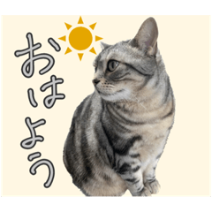 [LINEスタンプ] 豆太郎のにちじょう