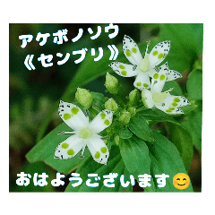 [LINEスタンプ] 秋の山野草で おはようございます