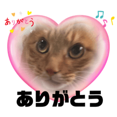 [LINEスタンプ] 猫好き集まれ！