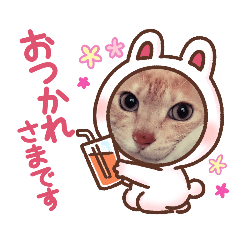 [LINEスタンプ] 猫 ちぃの日常Vol.3