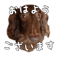 [LINEスタンプ] ちょこどぐ