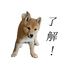 [LINEスタンプ] レッツゴー柴犬