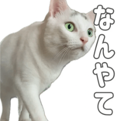 [LINEスタンプ] かわいい猫すたんぷ（つむぎ＆よしとら）