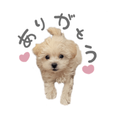 [LINEスタンプ] おかゆちゃんすたんぷ