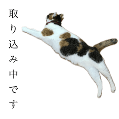 [LINEスタンプ] 毛玉ハウスへようこそ6