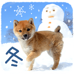 [LINEスタンプ] 冬の柴犬の画像（メイン）
