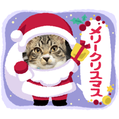 [LINEスタンプ] 保護猫しらす