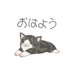 [LINEスタンプ] コタちゃんと飼い主のスタンプ