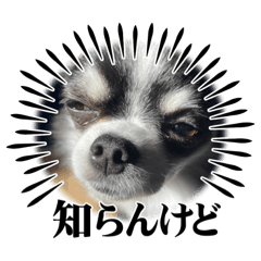 [LINEスタンプ] チワワのぽんずちゃま