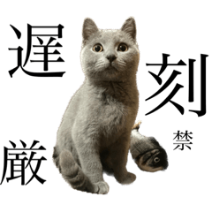 [LINEスタンプ] つつじ【こねこ実用編】