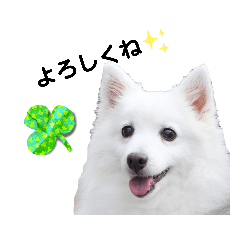 [LINEスタンプ] 日本スピッツとパピヨンの犬写真スタンプ