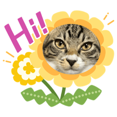 [LINEスタンプ] 保護猫しらす2の画像（メイン）