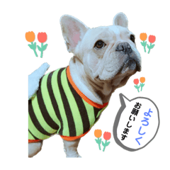 [LINEスタンプ] 愛犬フレブルはなちゃん敬語