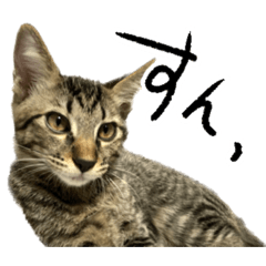 [LINEスタンプ] まごめがわ