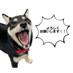 [LINEスタンプ] 柴犬こまろスタンプ