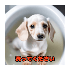 [LINEスタンプ] ミニチュアダックスフンド白い子犬